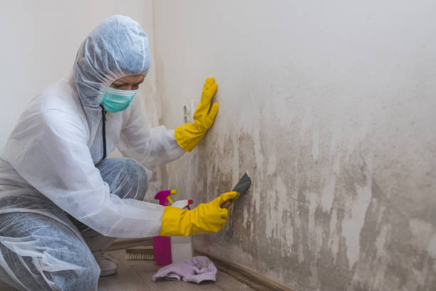 Best Mold Prevention Services  in Berly, MO