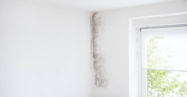 Best Attic Mold Removal  in Berly, MO